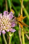 Thymelicus sylvestris