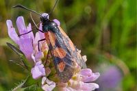 Zygaena trifolii