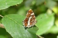 Araschnia levana