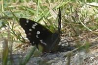 Apatura ilia