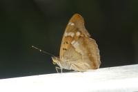 Apatura ilia