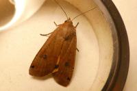 Noctua pronuba