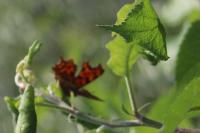 Polygonia c-album