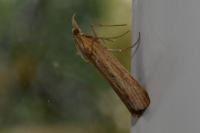 Nomophila noctuella