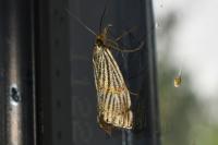 Chrysocrambus linetella