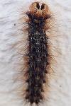 Lymantria dispar