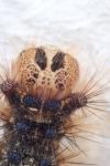 Lymantria dispar
