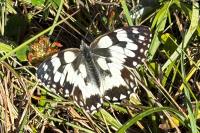 Melanargia galathea