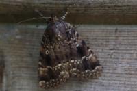 Amphipyra pyramidea