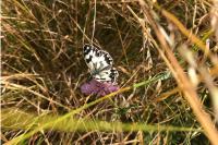 Melanargia galathea