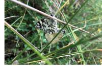 Melanargia galathea