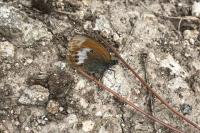 Coenonympha arcania
