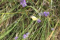 Pieris rapae