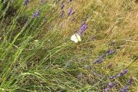 Pieris rapae