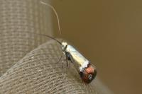 Nemophora dumerilella