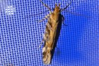 Aristotelia decoratella