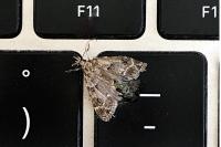 Eudonia