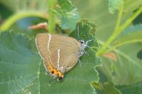 Satyrium w-album