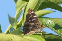 Apatura ilia
