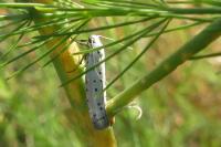 Myelois circumvoluta