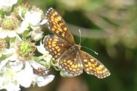 Melitaea athalia/celadussa