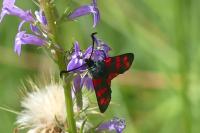Zygaena filipendulae