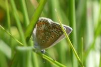 Polyommatus icarus