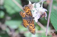 Melitaea athalia