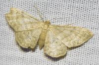 Idaea dilutaria