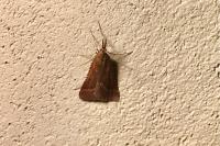 Synaphe punctalis