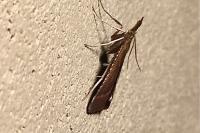 Synaphe punctalis