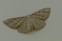 Idaea fuscovenosa