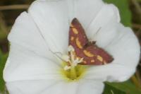 Pyrausta purpuralis