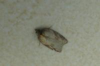 Acleris