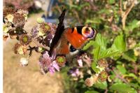 Aglais io