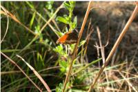 Coenonympha arcania