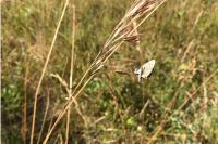 Polyommatus icarus