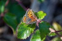 Lycaena phlaeas