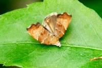Choreutis nemorana