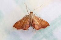 Endotricha flammealis