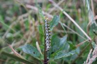 Cucullia scrophulariae