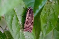 Noctua pronuba