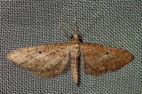 Eupithecia scopariata
