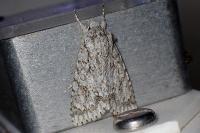 Acronicta aceris