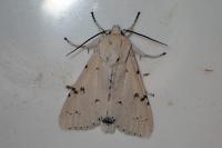 Acronicta leporina