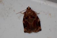 Archips xylosteana