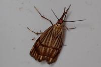 Chrysocrambus linetella