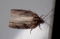Clepsis spectrana