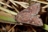 Lacanobia oleracea