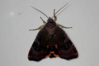 Noctua janthe/janthina